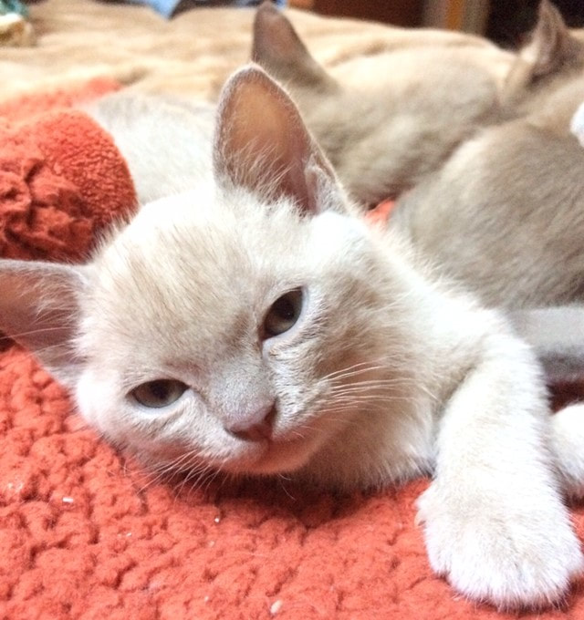 Loving Burmese Kittens for Sale at MeoWoff Kittens & Puppies in